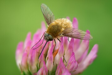 fly on a flower