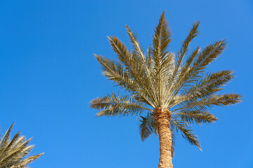 Palm trees in the sun with a blue sky in the background.