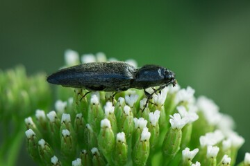 bug on a flower