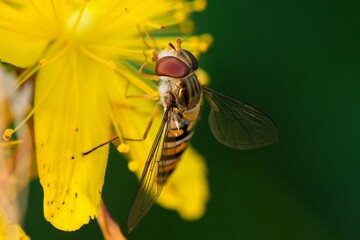 fly on a leaf