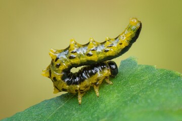 close up of a caterpillar