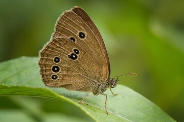 butterfly on a green leaf