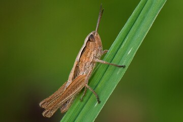 grasshopper on the grass