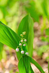 Lily of the valley (Convallaria majalis) white flowers in forest at spring