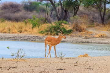 Naklejka na ściany i meble Impala (Aepyceros melampus) at the watering place in Tarangire National Park, Tanzania