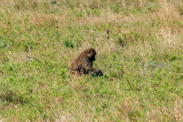 Olive Baboon (Papio anubis) eating flowers in savanna in Serengeti national park, Tanzania