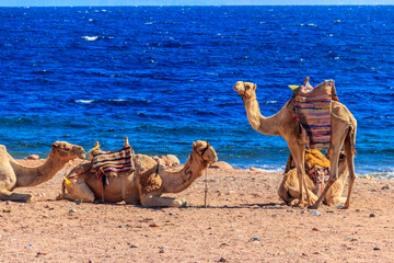 Camels on the shore of the Red Sea in the Gulf of Aqaba. Dahab, Egypt