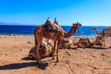 Naklejka premium Camels on the shore of the Red Sea in the Gulf of Aqaba. Dahab, Egypt