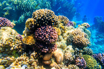 Obraz na płótnie Canvas Coral reef in the Red sea in Ras Mohammed national park. Sinai peninsula in Egypt