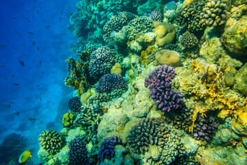 Coral reef in the Red sea in Ras Mohammed national park. Sinai peninsula in Egypt