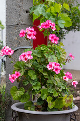 Fototapeta na wymiar Abundantly blooming pink geranium in a wide pot in the garden