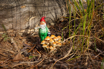 Small elf taking care of his mushroom garden