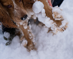Dog english cocker spaniel in snow skates in winter.