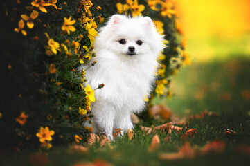 white spitz puppy posing outdoors with yellow flowers in autumn