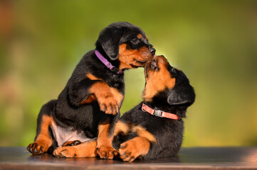 two rottweiler puppies playing with each other outdoors in summer