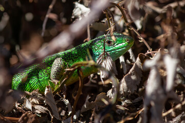 Fototapeta premium black-green lizard at home