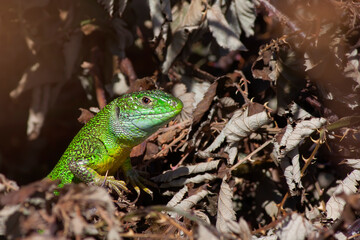 black-green lizard at home