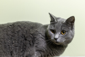 Naklejka na ściany i meble Gray cat, british cat breed