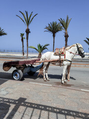 White horse with a cart attached to him in Morocco