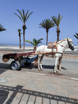 White horse with a cart attached to him in Morocco