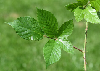 Fototapeta na wymiar Blackberry leaves, Rubus fructicosa