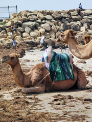 Fototapeta premium Camel caravan on the beach