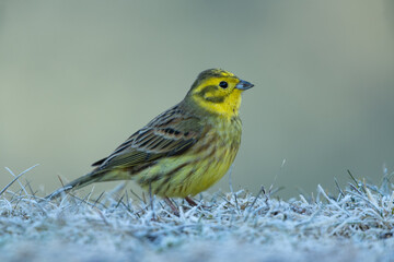 Yellowhammer sitting in a meadow