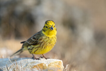 Yellowhammer sitting on a stone