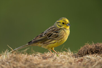 Yellowhammer sitting in a meadow