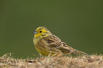 Obraz premium Yellowhammer sitting in a meadow