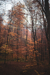 Beautiful autumn forest in Carpathian region. Fall in the mountains