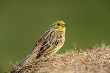 Fototapeta premium Yellowhammer sitting in a meadow