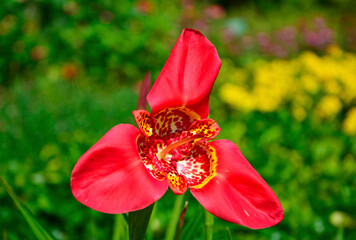 Tygrysówka pawia czerwony kwiat, Tigridia pavonia,  red tigridia pavonia flower on a green background.  Beauty tiger-flower close  - obrazy, fototapety, plakaty