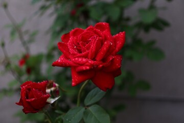 kwiat 
róży
