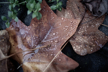 Beautiful autumn leaves covered with dew in a dull light