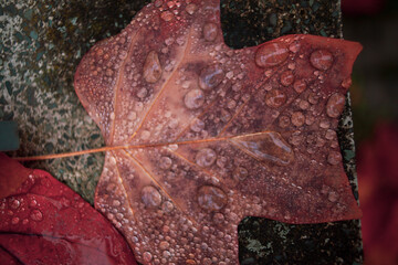 Beautiful autumn leaves covered with dew in a dull light