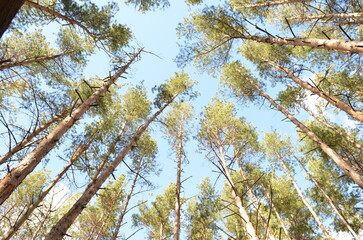 Crowns of pine trees. Forest in Russia