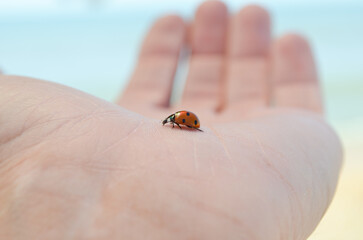 Ladybug on hand. Macro photography