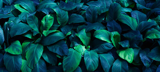 Fototapeta na wymiar Spathiphyllum cannifolium nature green background, tropical leaf banner or floral jungle pattern concept.