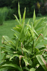 Obraz premium Ingwer, Zingiber officinale