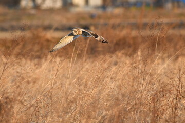 コミミズクの飛翔