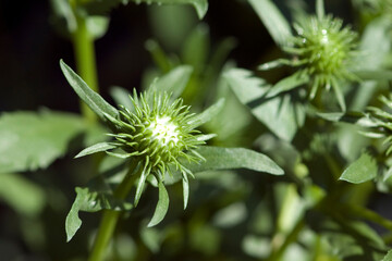 Grindelia integrifolia