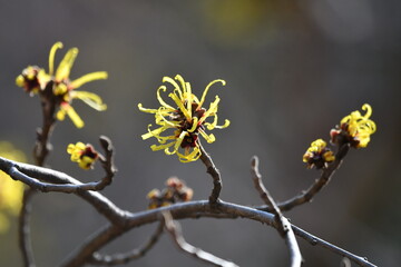 マンサクの花