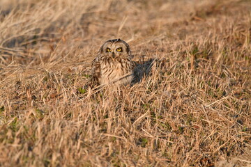 コミミズクの飛翔