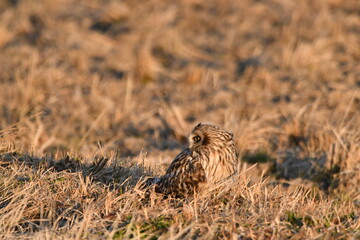 コミミズクの飛翔