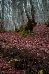 Atmospheric Carpathian Forrest in November Autumn landscape