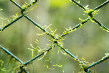 フェンスに絡まる苔