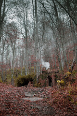 Atmospheric Carpathian Forrest in November Autumn landscape