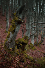 Atmospheric Carpathian Forrest in November Autumn landscape