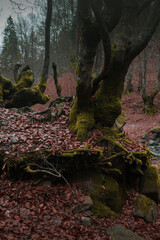 Atmospheric Carpathian Forrest in November Autumn landscape